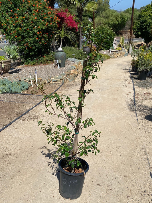 Trachelospermum jasminoides