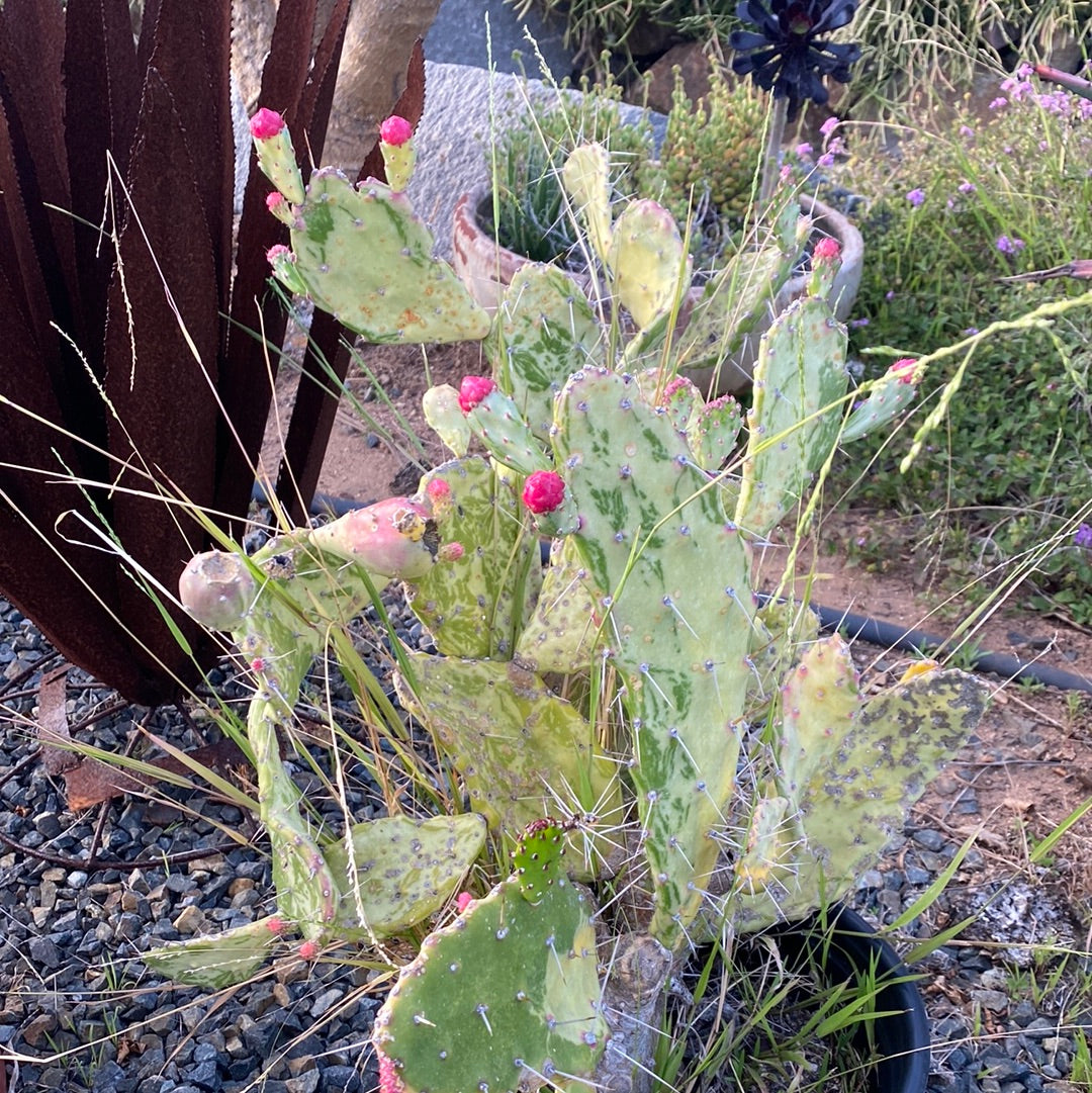 Opuntia 'Sunburst' Variegated