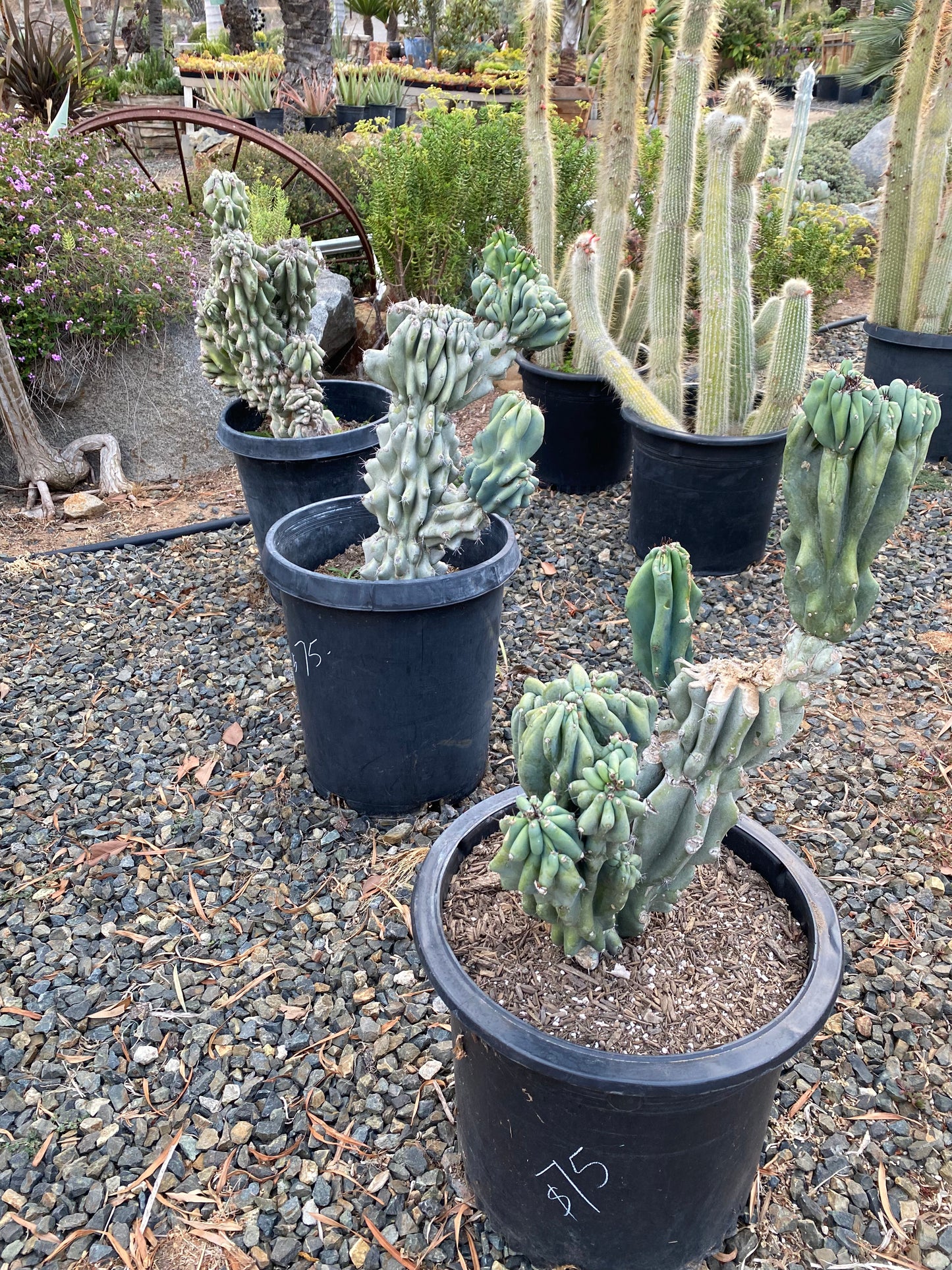 Cereus peruvianus monstrose