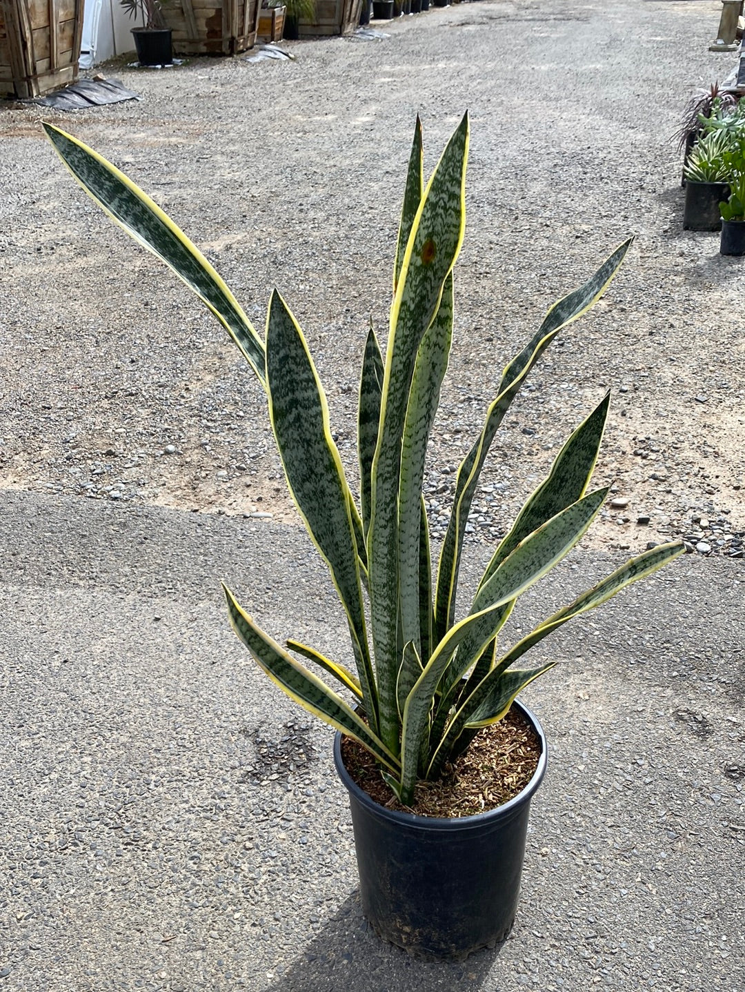 Sansevieria trifasciata