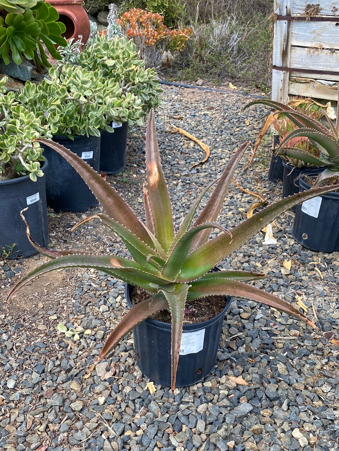 Aloe vaombe