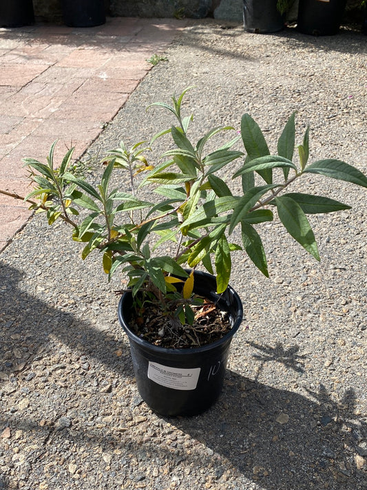 Buddleia davidii