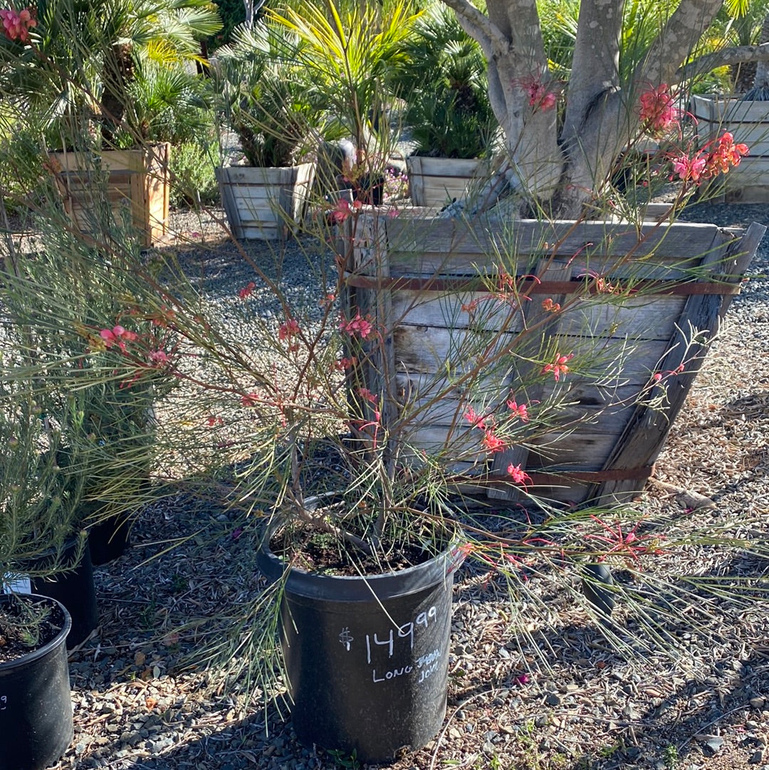 Grevillea 'Long John'