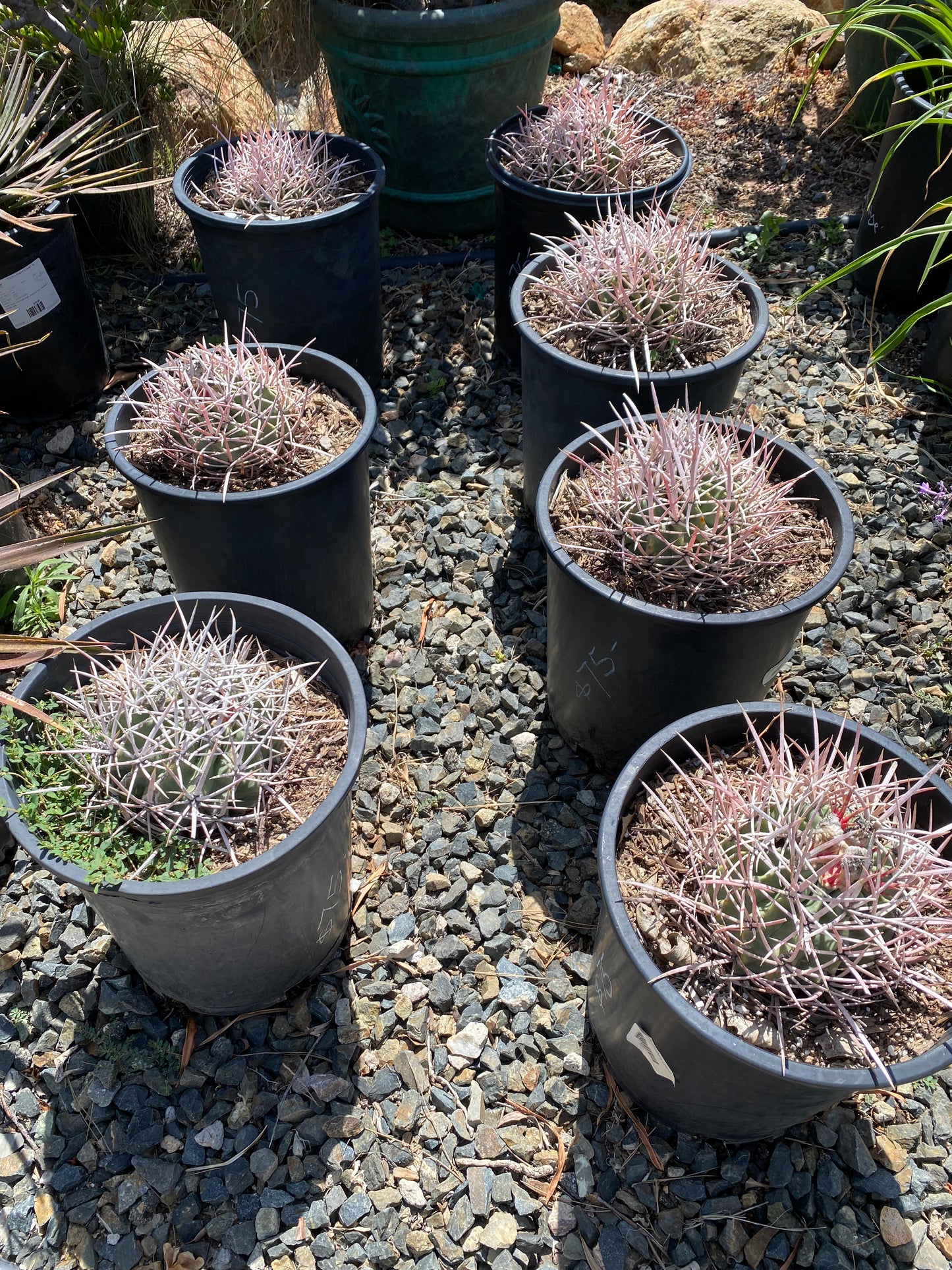 Echinocactus polycephalus