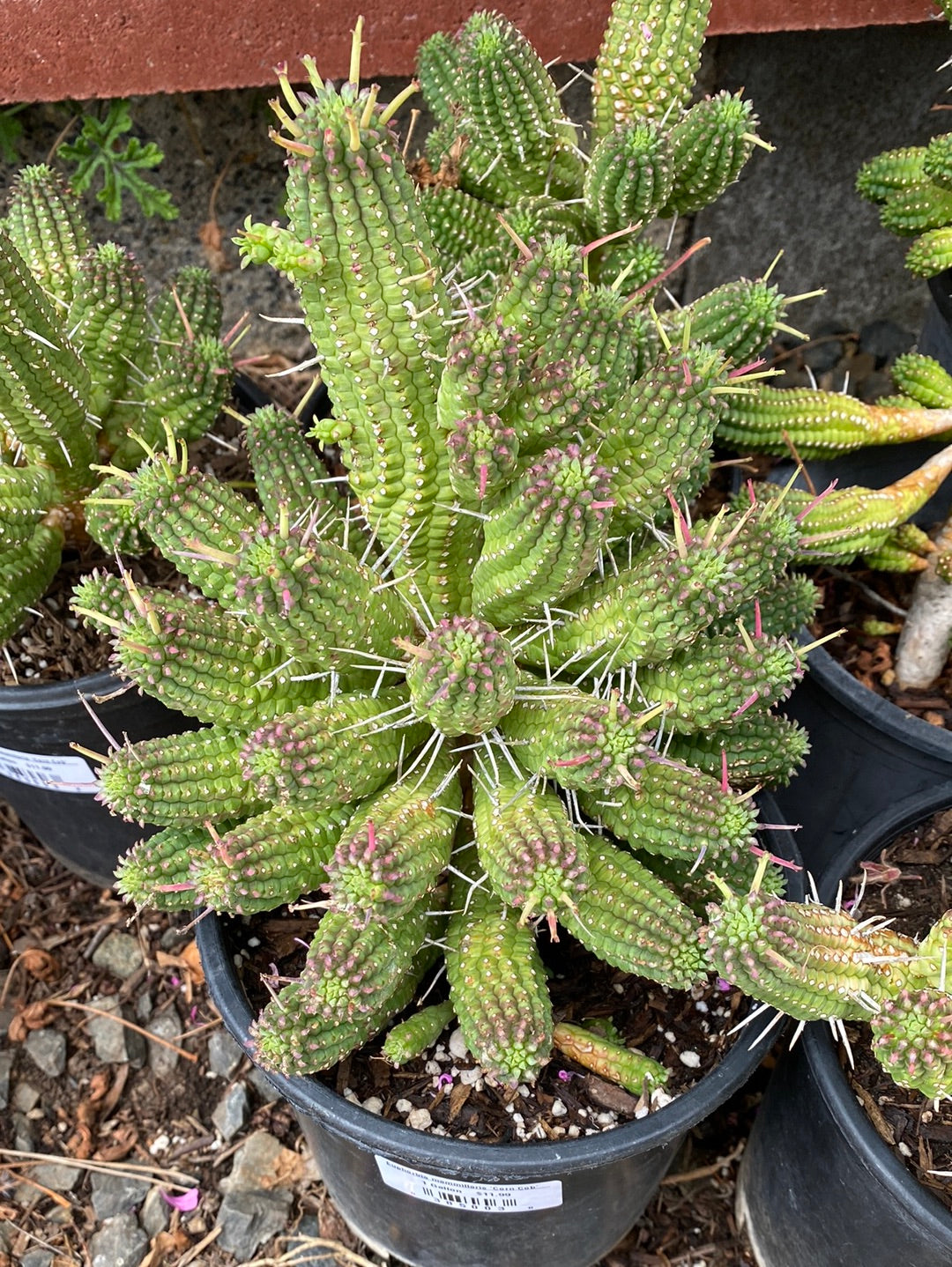 Euphorbia mammillaris