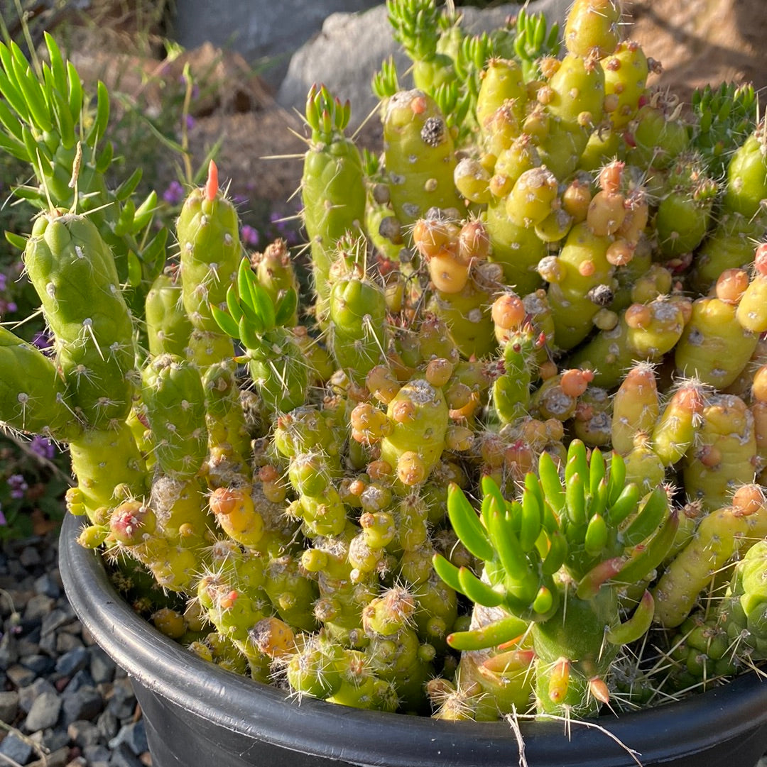 Austrocylindropuntia subulata