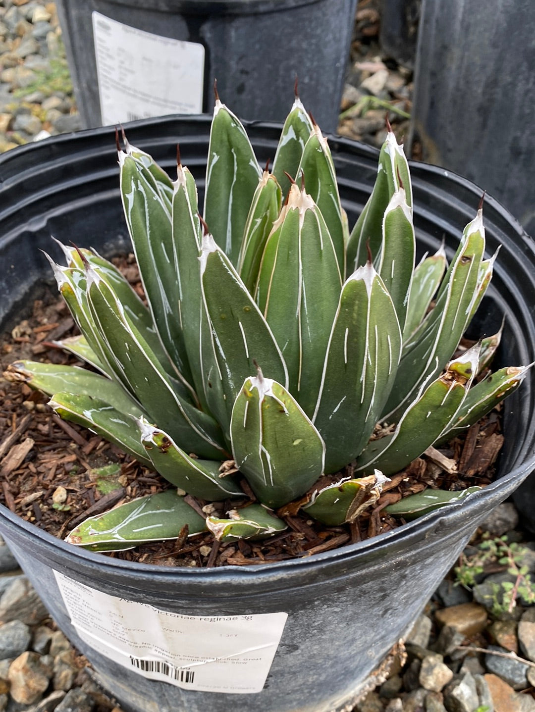 Agave victoriae-reginae