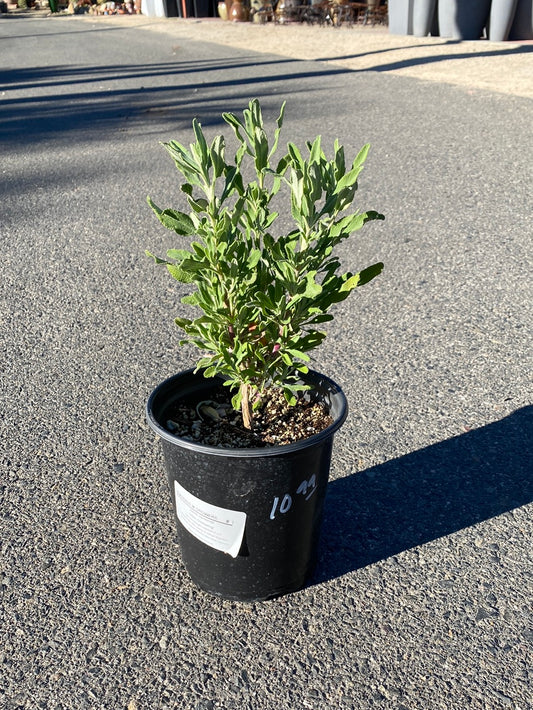 Salvia clevlandii