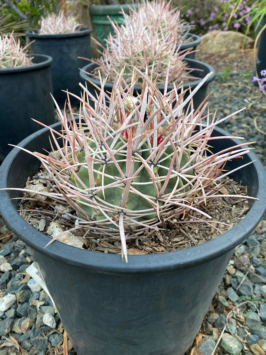 Echinocactus polycephalus