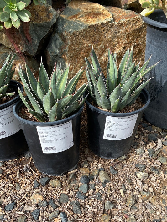 Agave funkiana