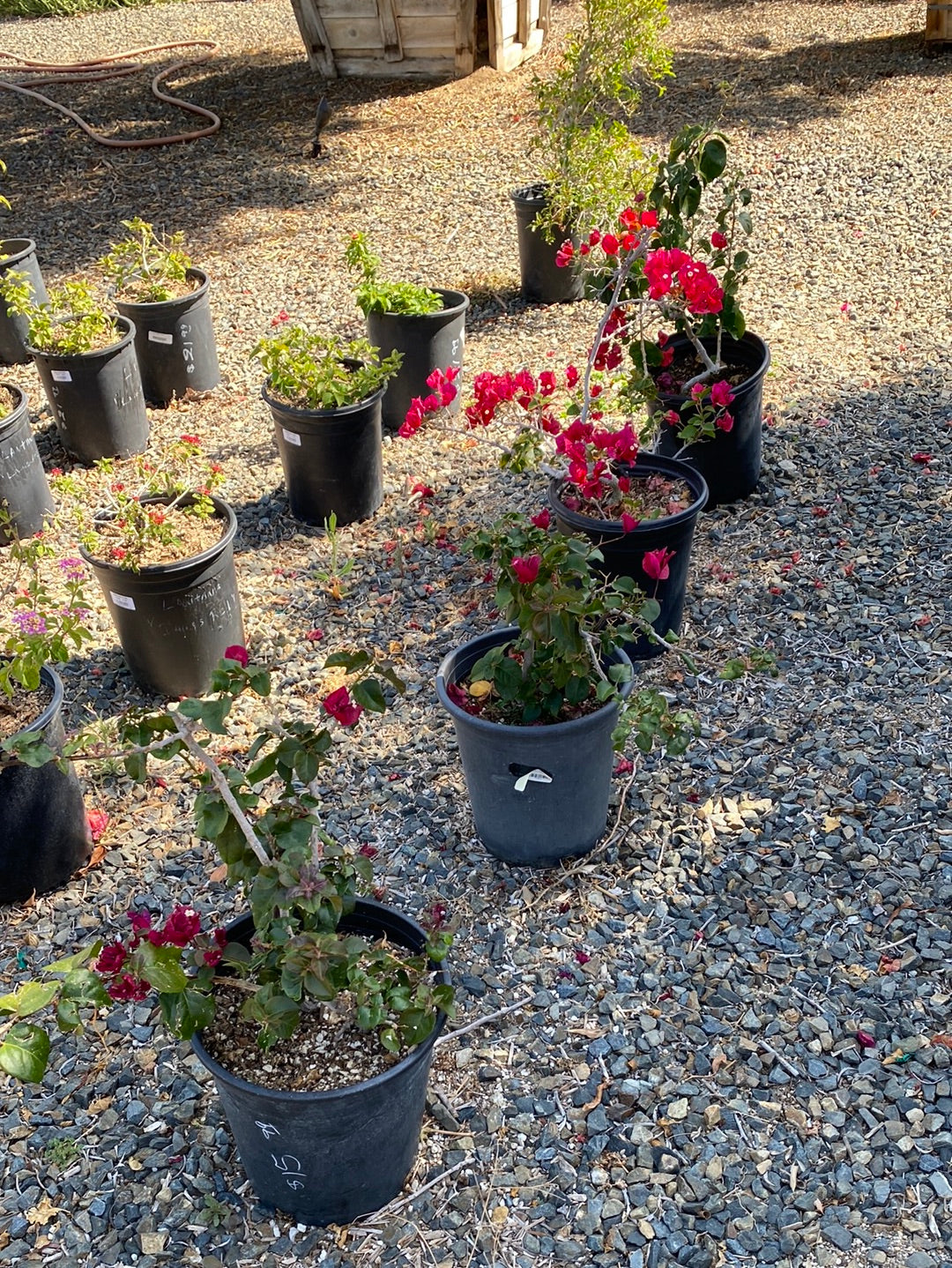 Bougainvillea ‘San Diego Red’