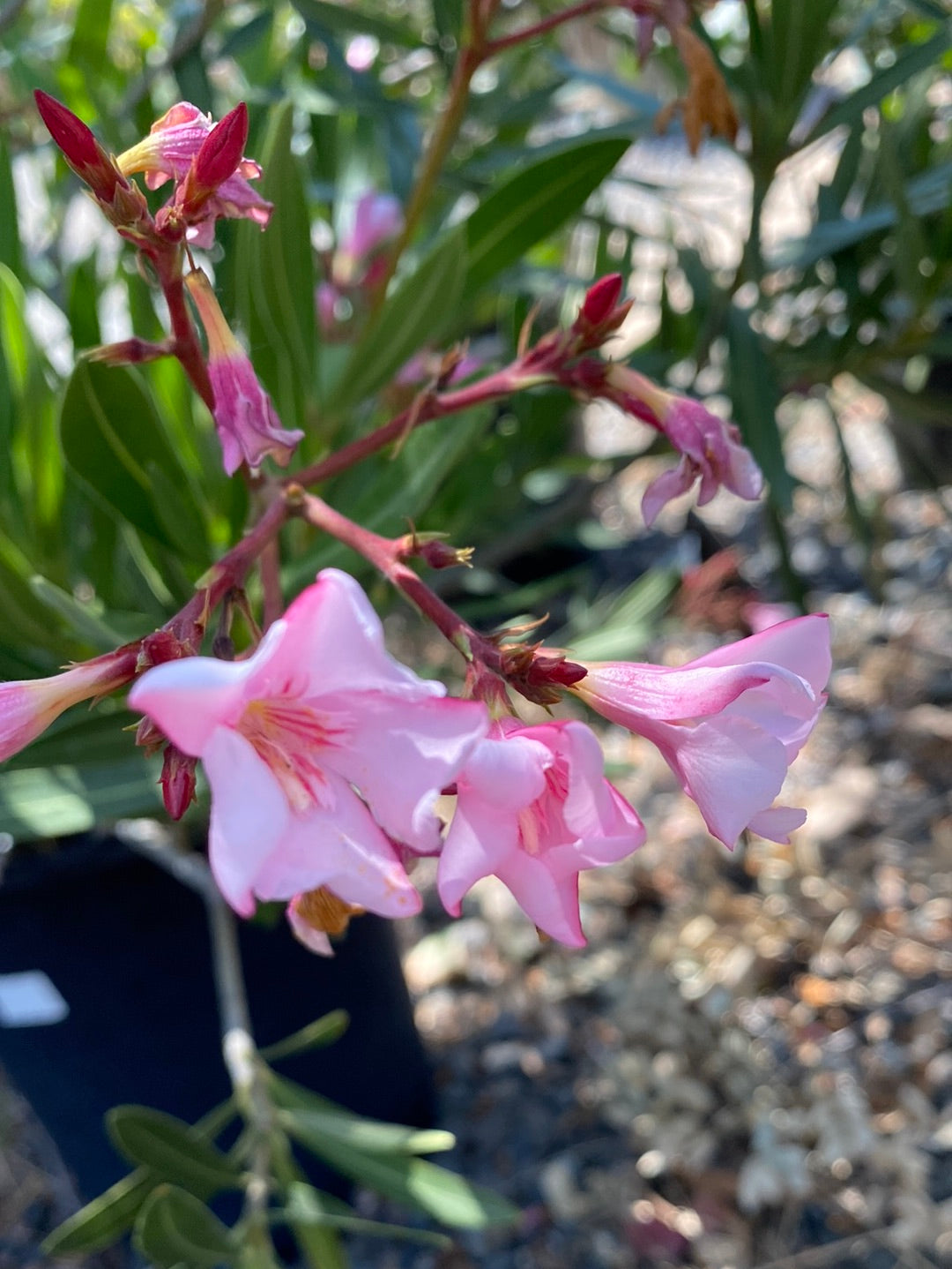 Nerium oleander