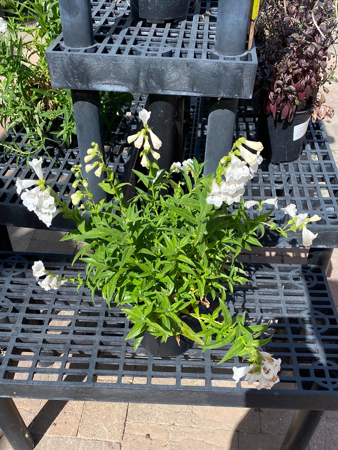 Penstemon gloxiniodes ‘Holy White’