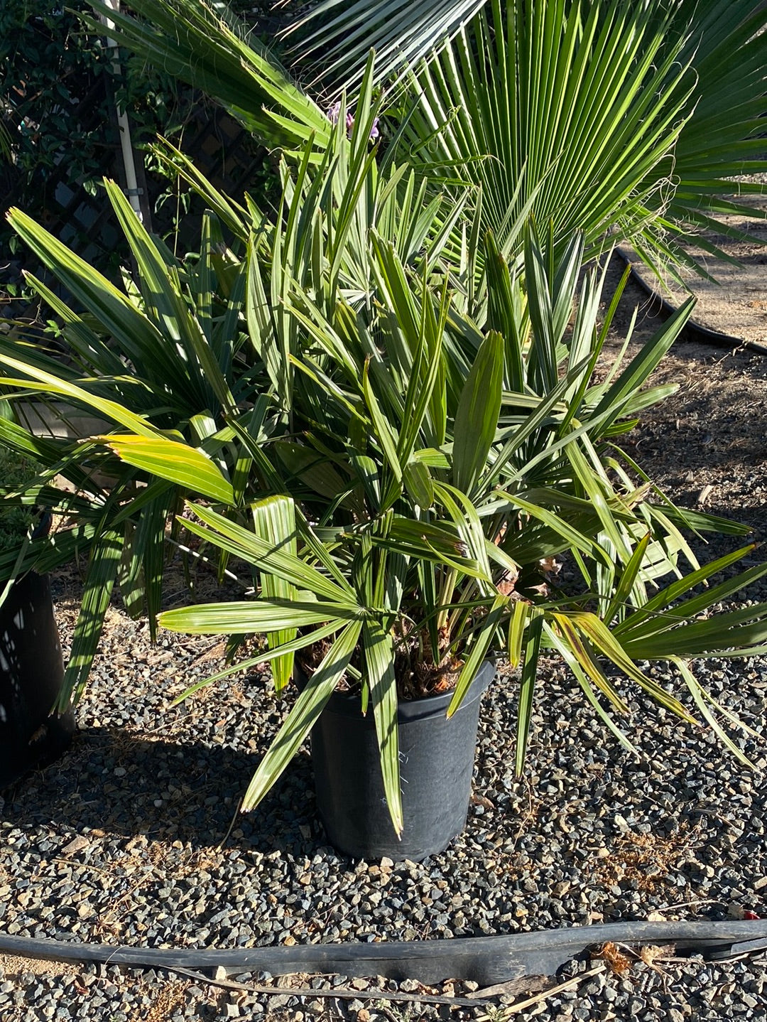 Rhapidophyllum hystrix