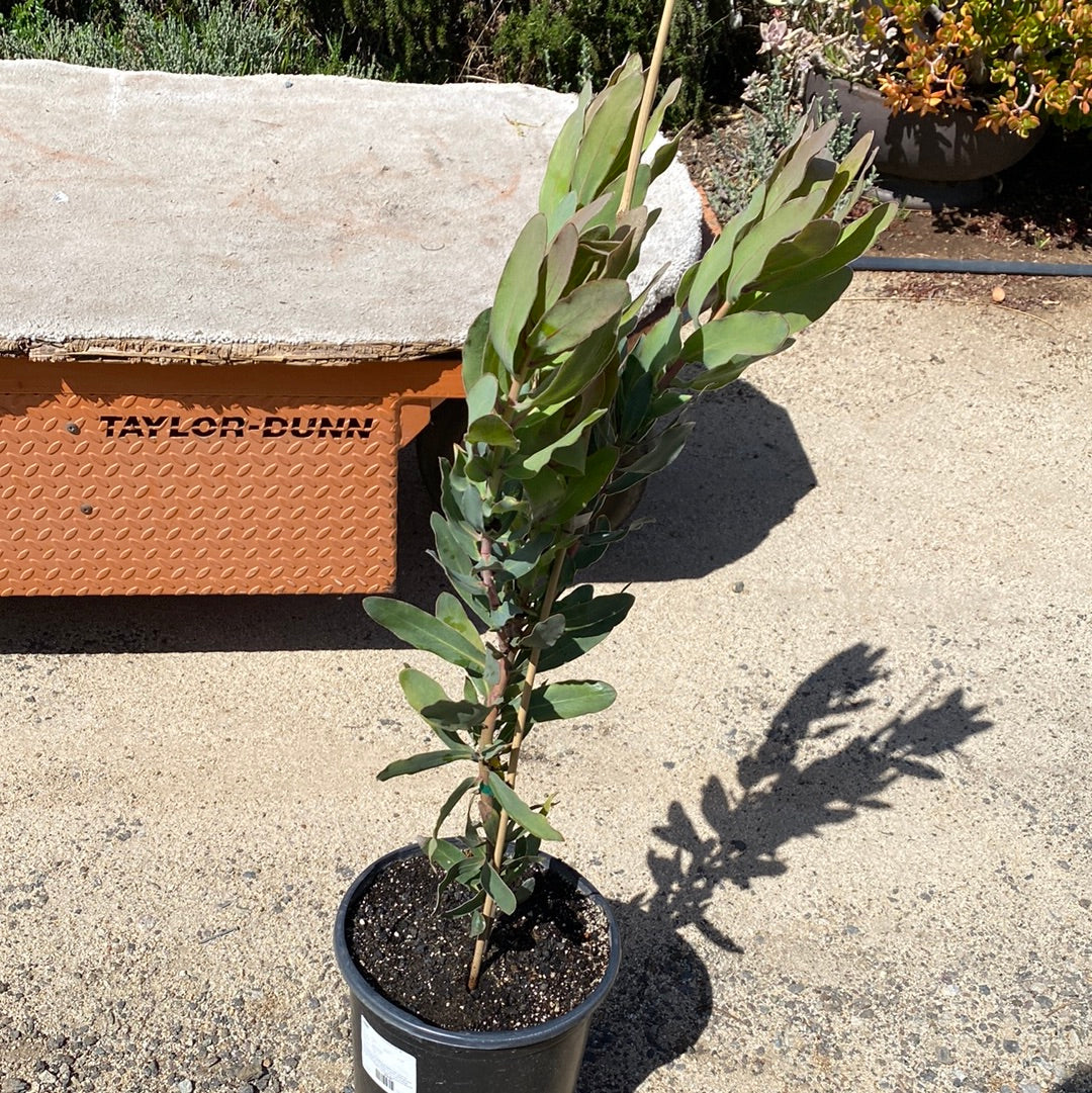 Protea susannae