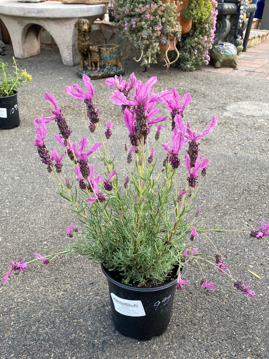 Lavandula stoechas