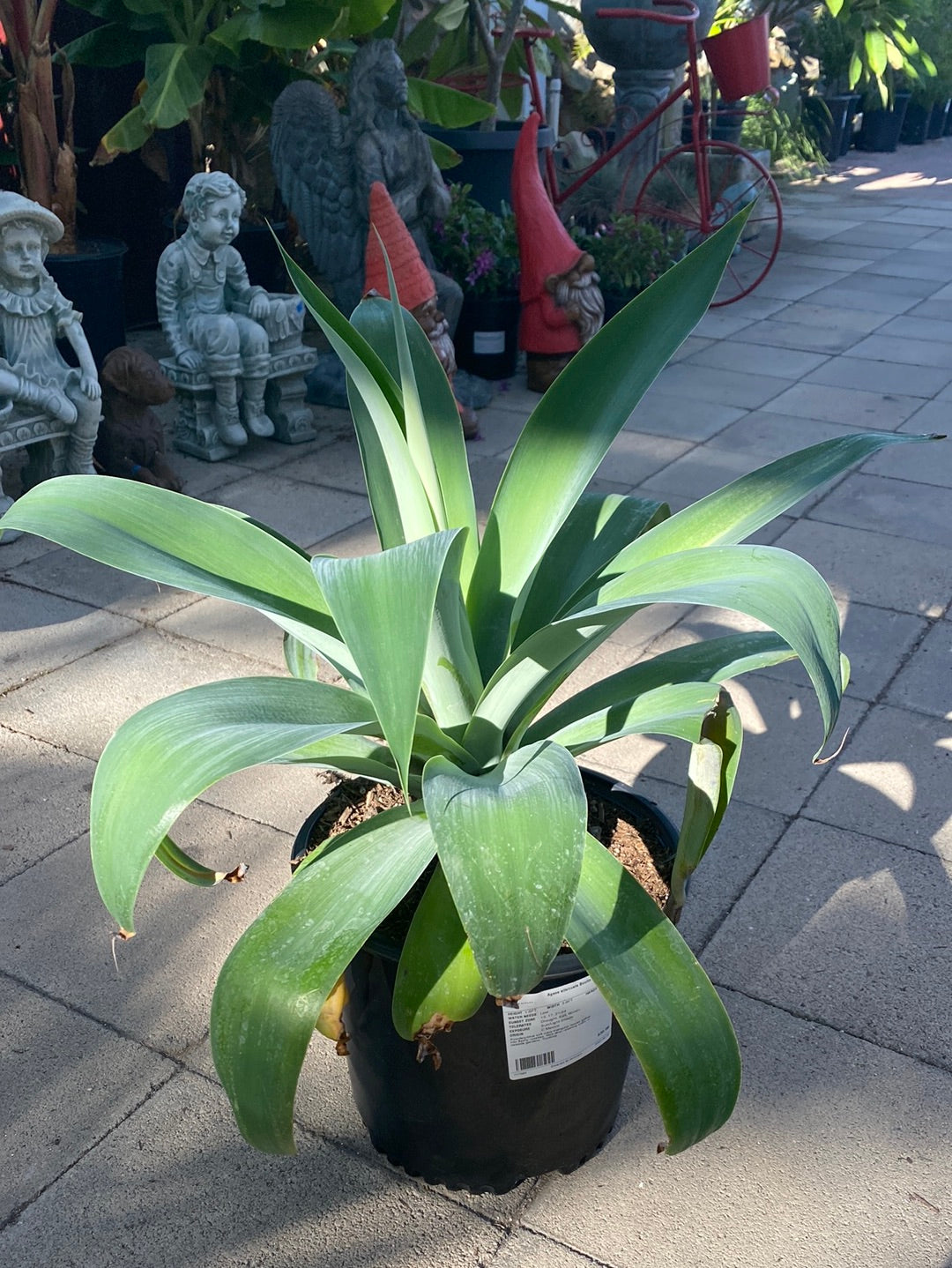 Agave attenuata ‘Boutin Blue’