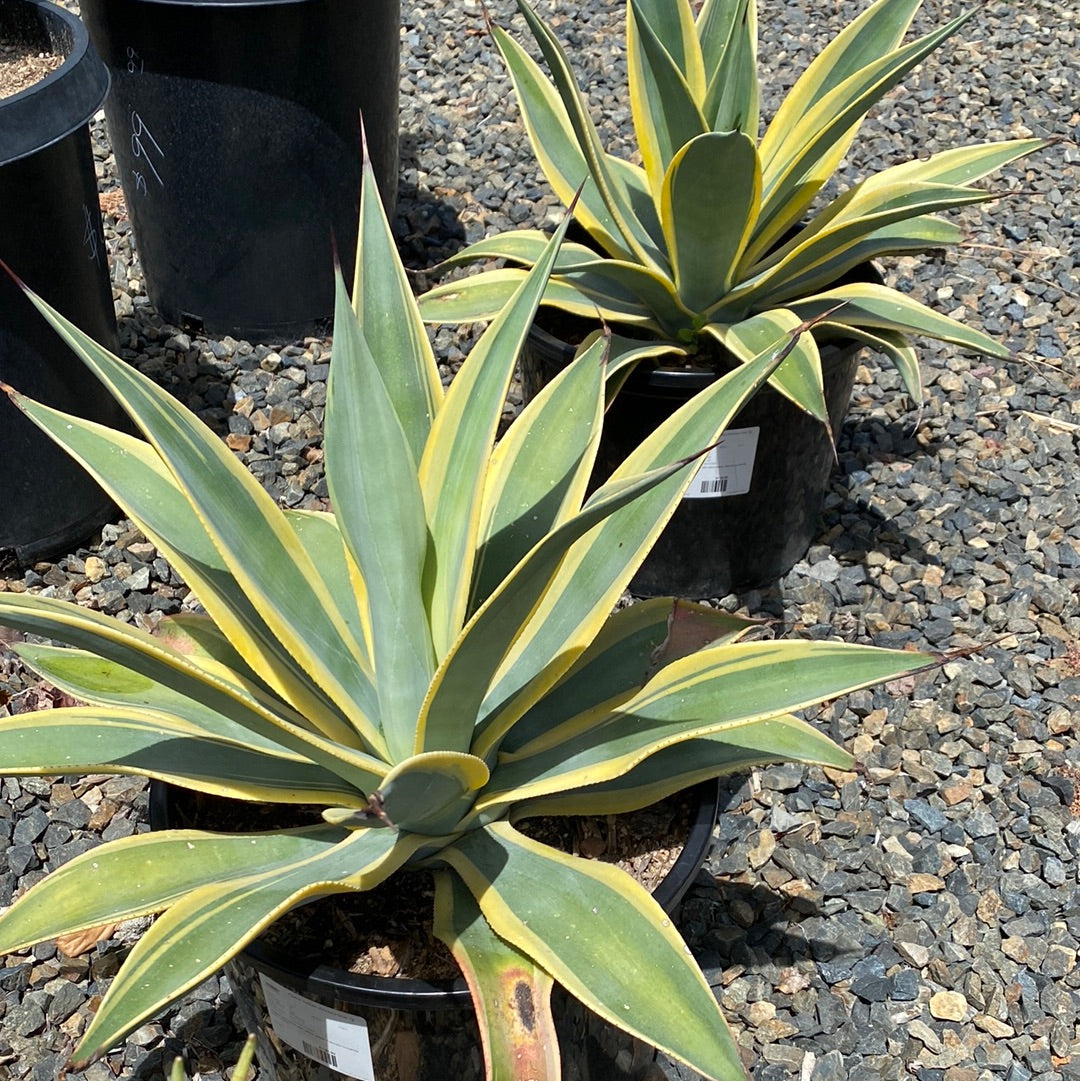 Agave weberi 'Arizona Star'