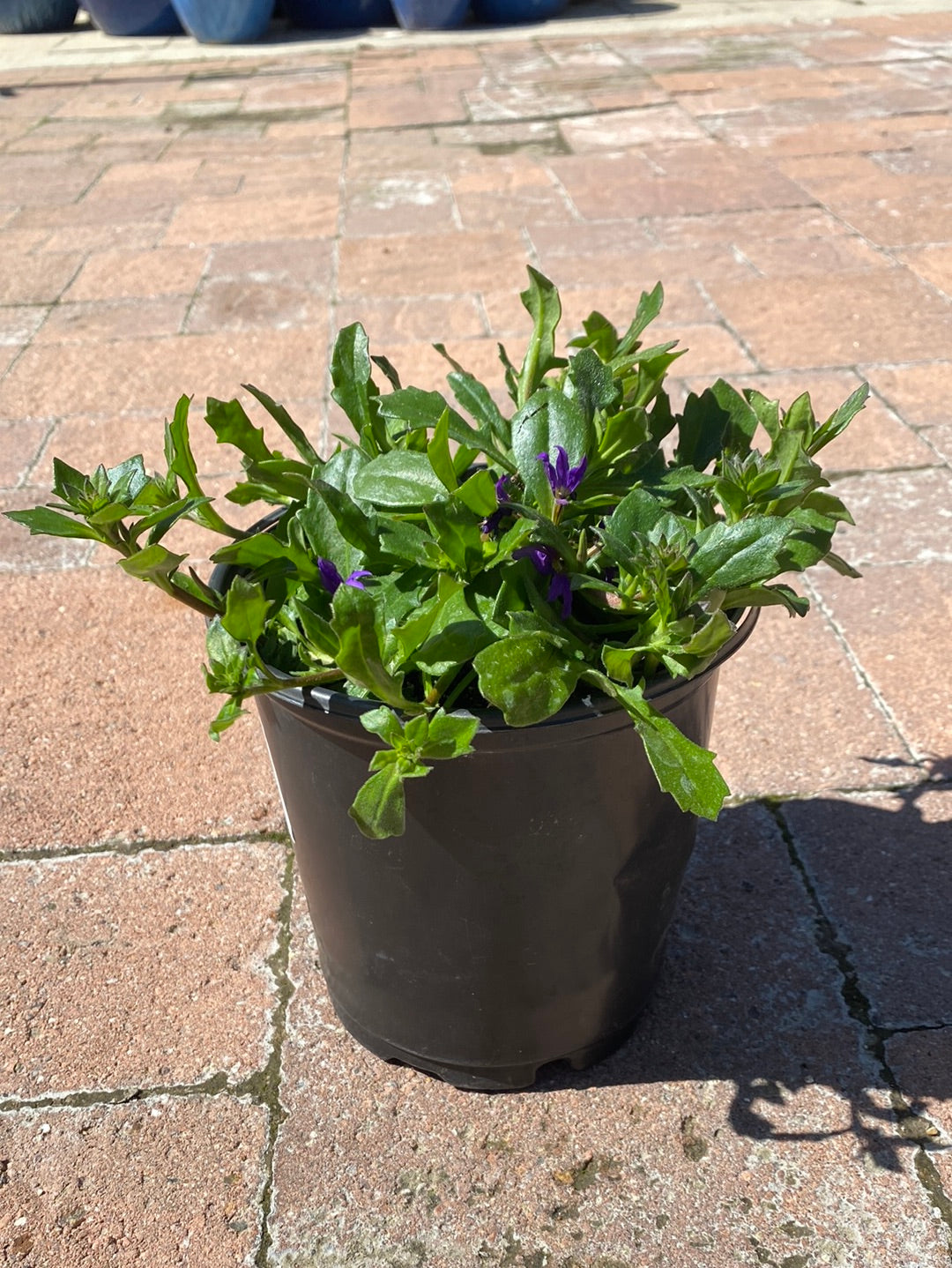 Scaevola aemula ‘Blue Fan Flower’