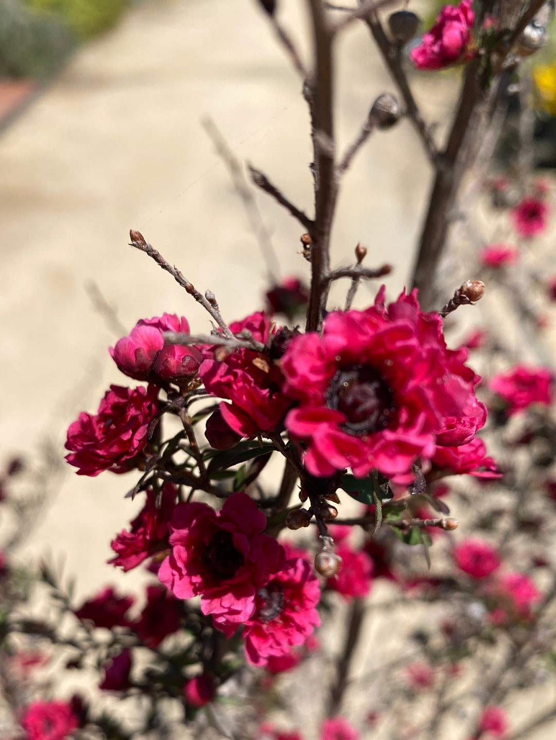 Leptospermum scoparium ‘Ruby Glow’