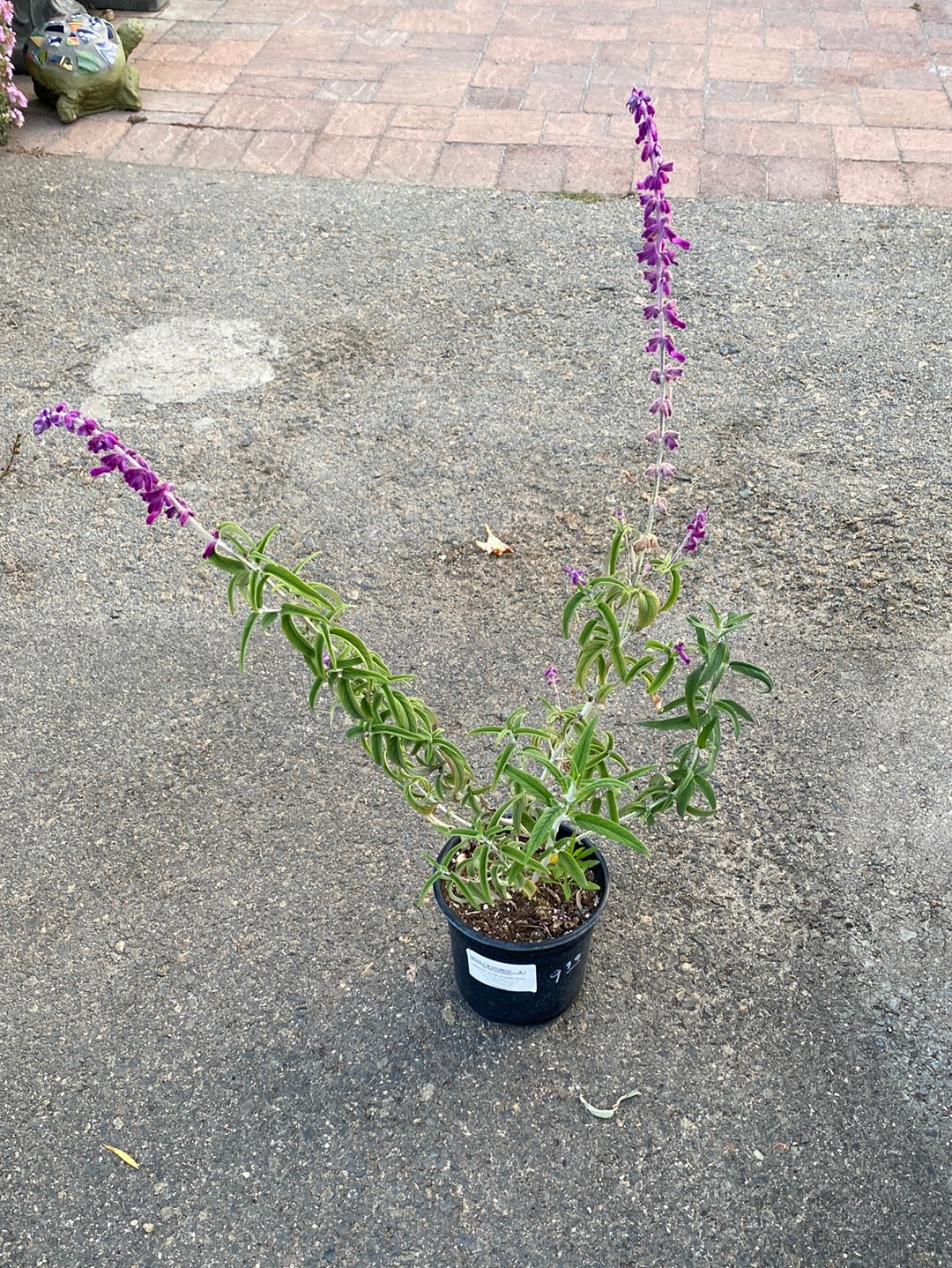 Salvia leucantha ‘Midnight’