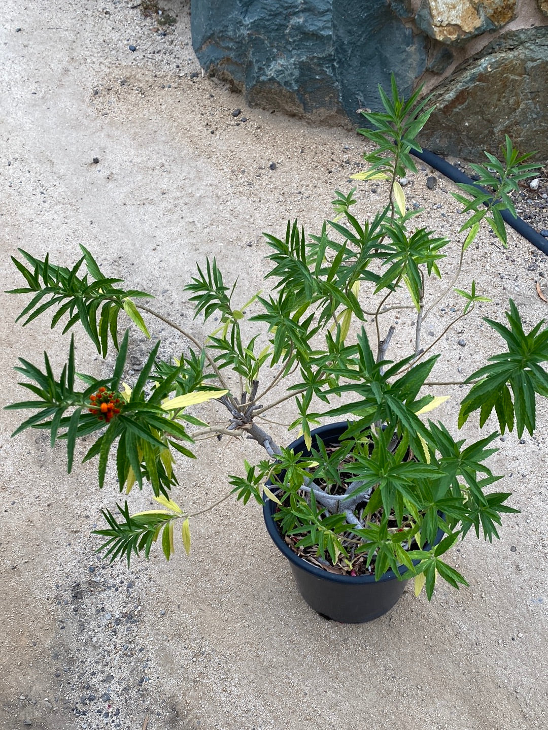 Leonotis leonurus