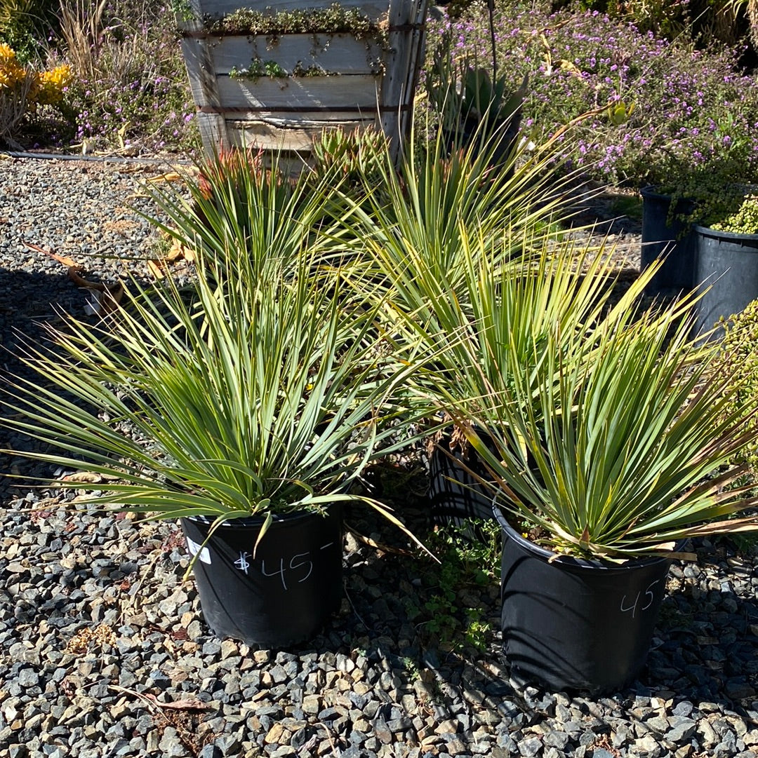 Yucca Rostrata