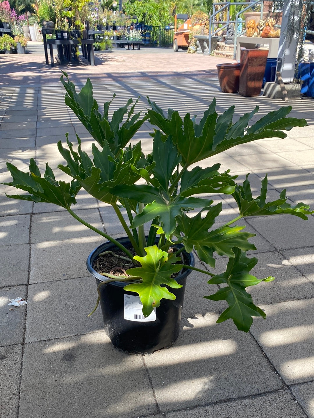 Philodendron bipinnatifidum ‘selloum’