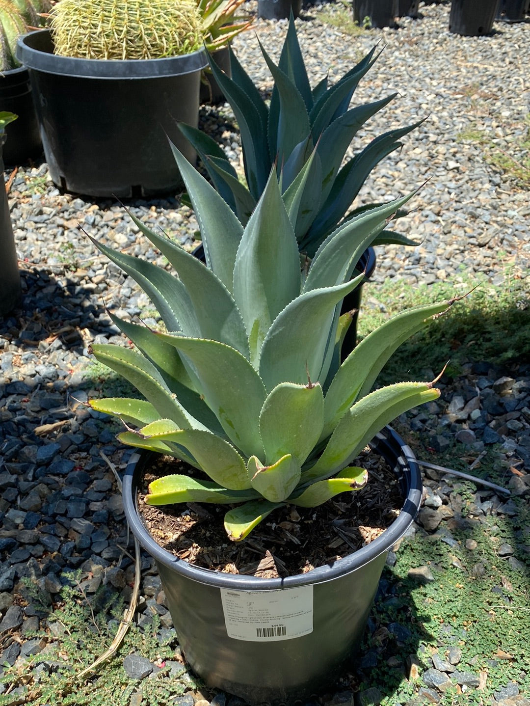 Agave celsii albicans x attenuata