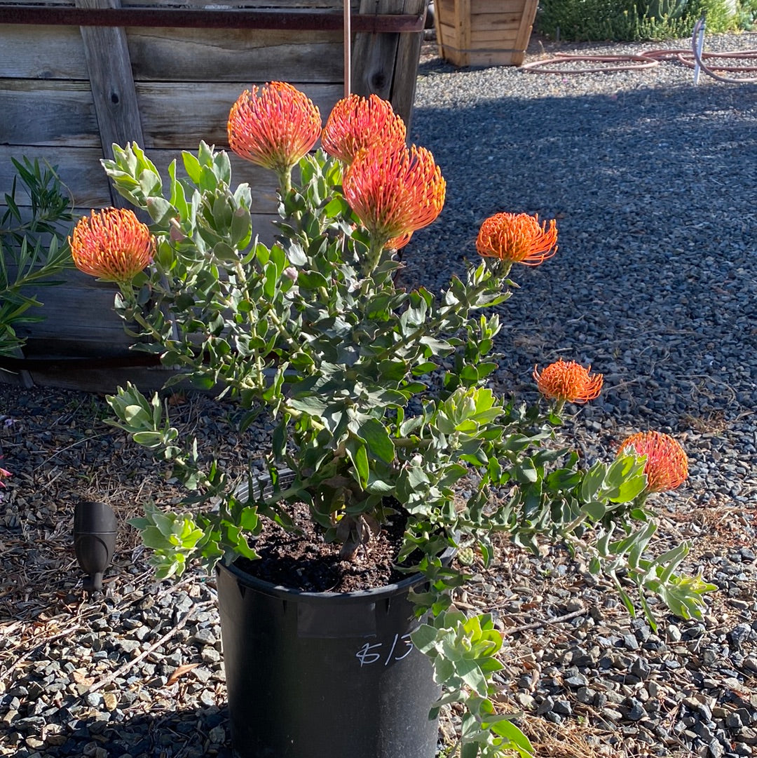 Leucospermum ‘Sunrise’