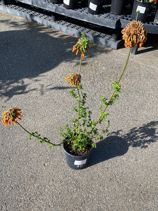 Leonotis methifolia