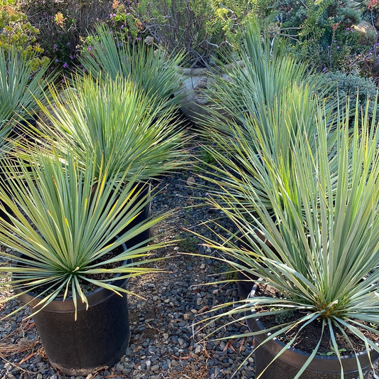 Yucca rostrata ‘Sapphire Skies’