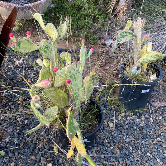 Opuntia 'Sunburst' Variegated