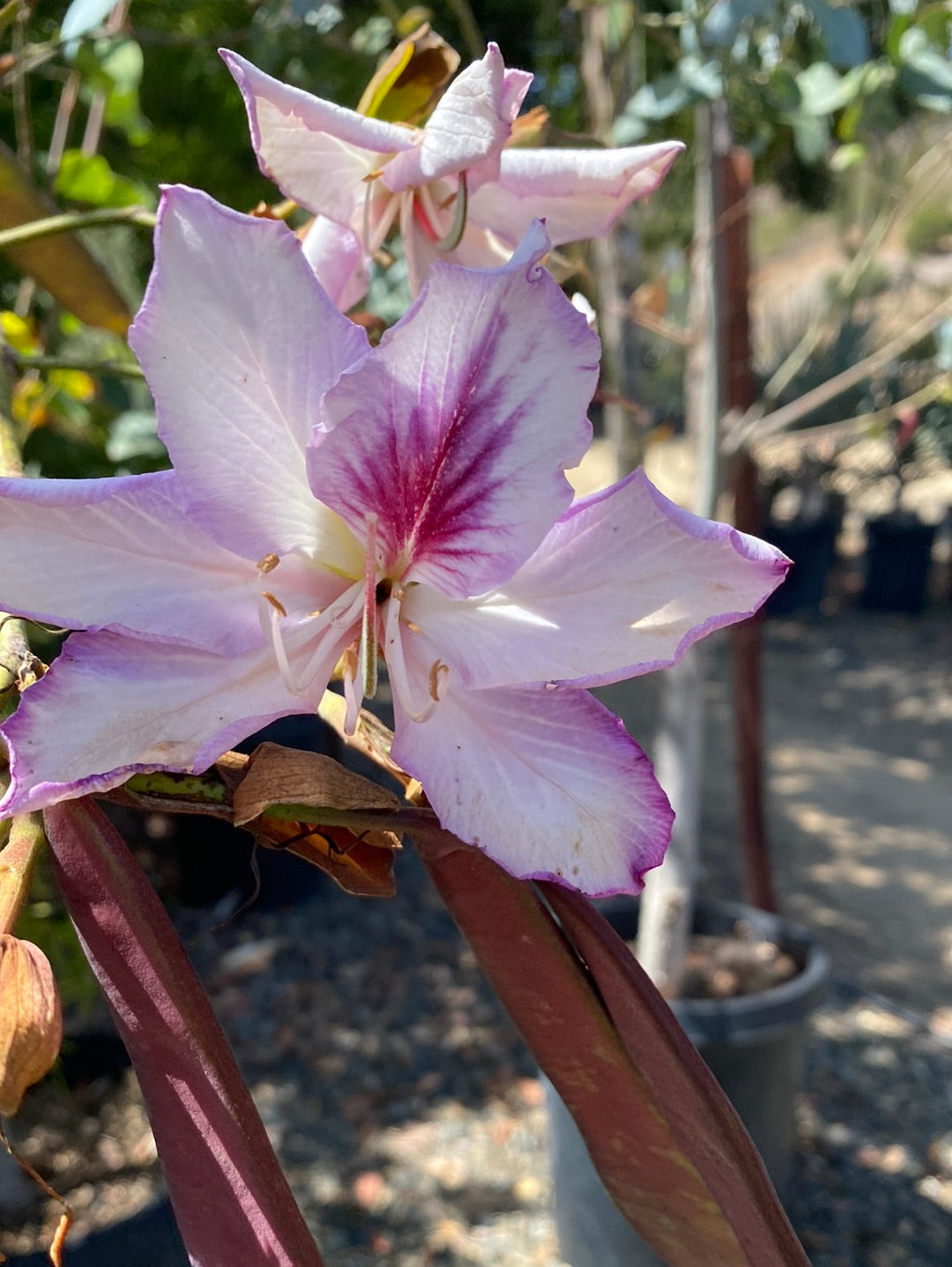 Bauhinia x blakeana