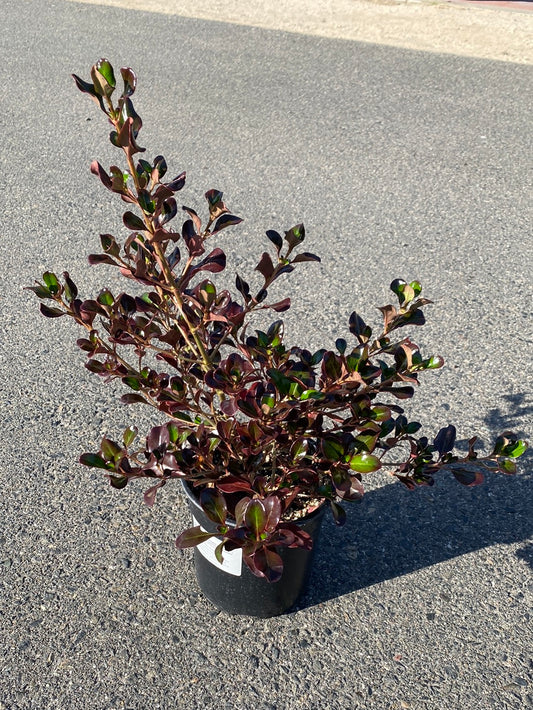 Coprosma hybrid ‘Plum Hussey’