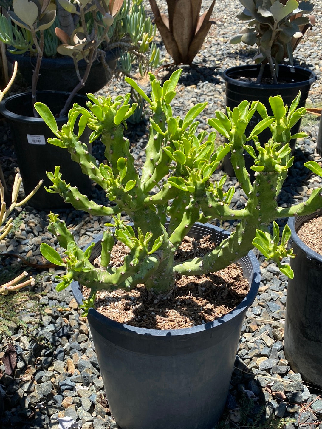 Euphorbia neriifolia