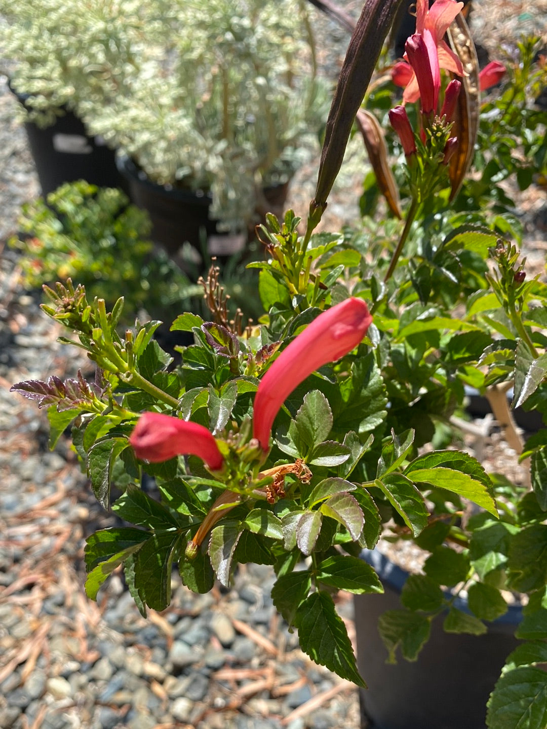 Tecoma capensis