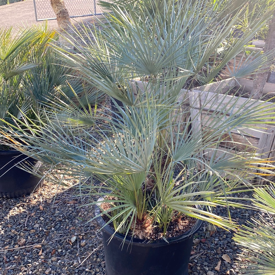 Chamaerops humilis cerifera