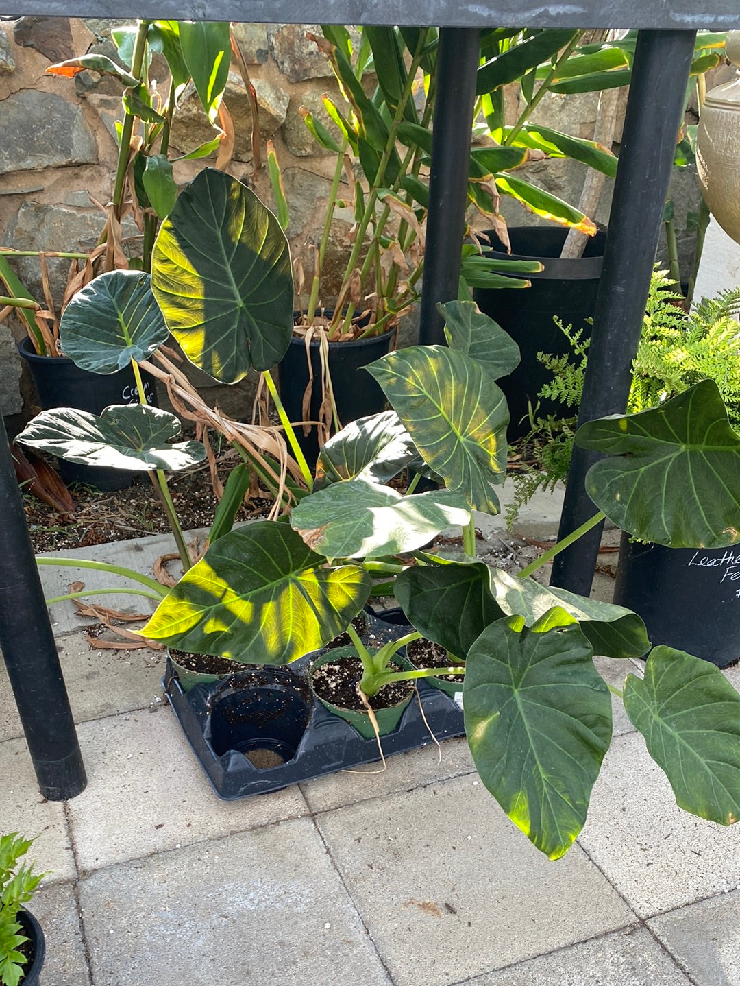 Alocasia ‘Regal Shields’