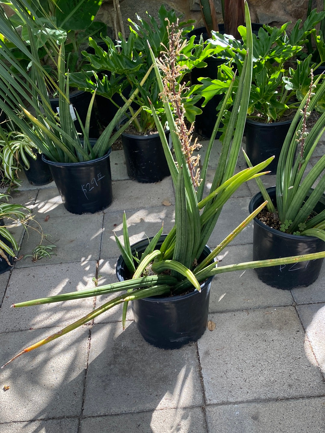 Sansevieria Cylindrica