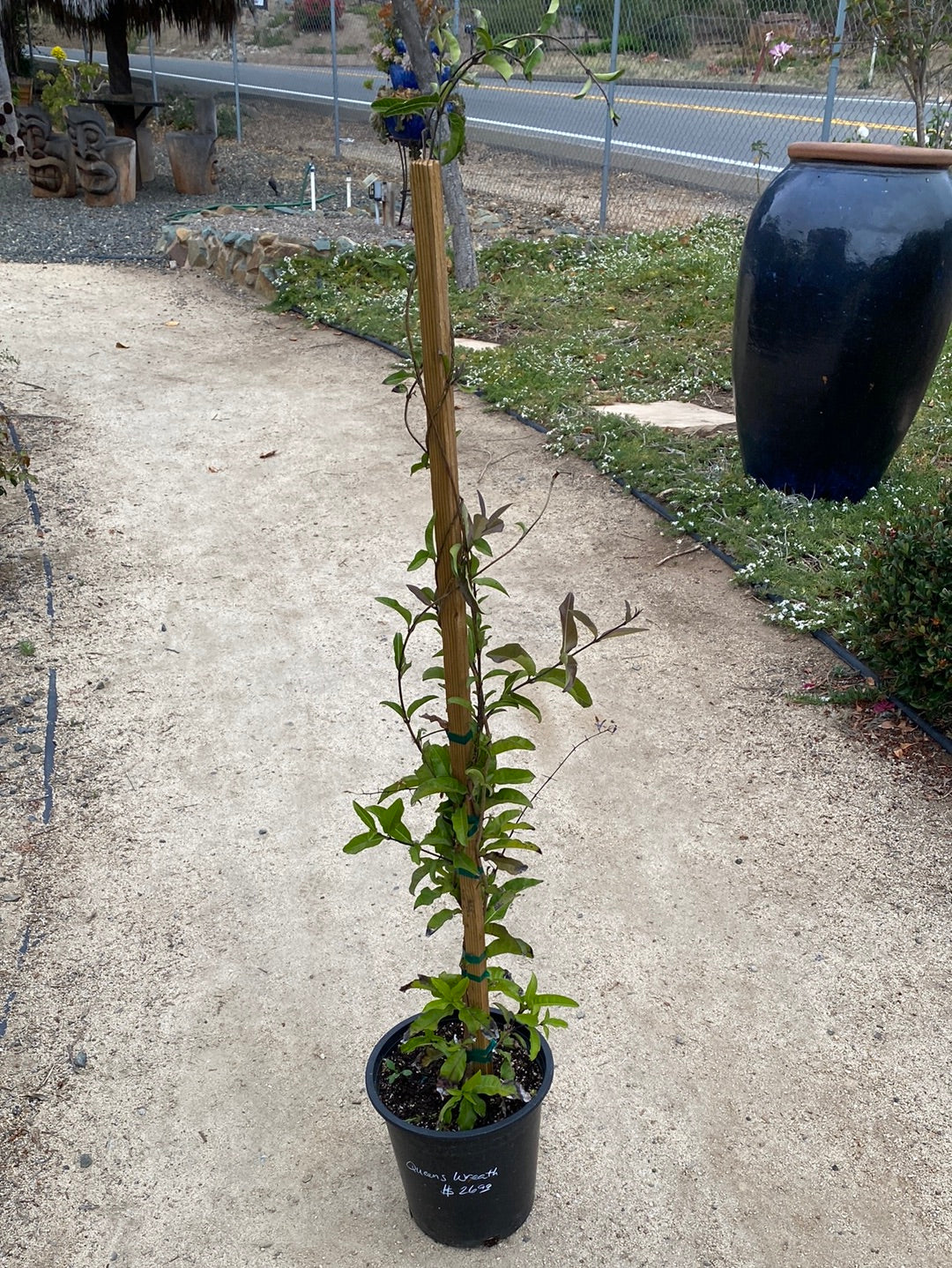 Antigonon leptopus