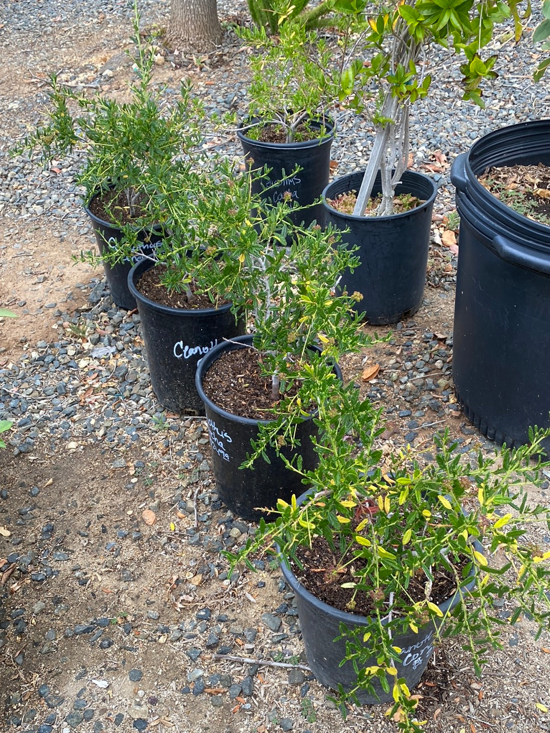 Ceanothus ‘Concha’