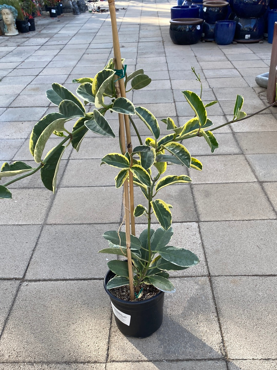 Stephanotis floribunda ‘Variegata’