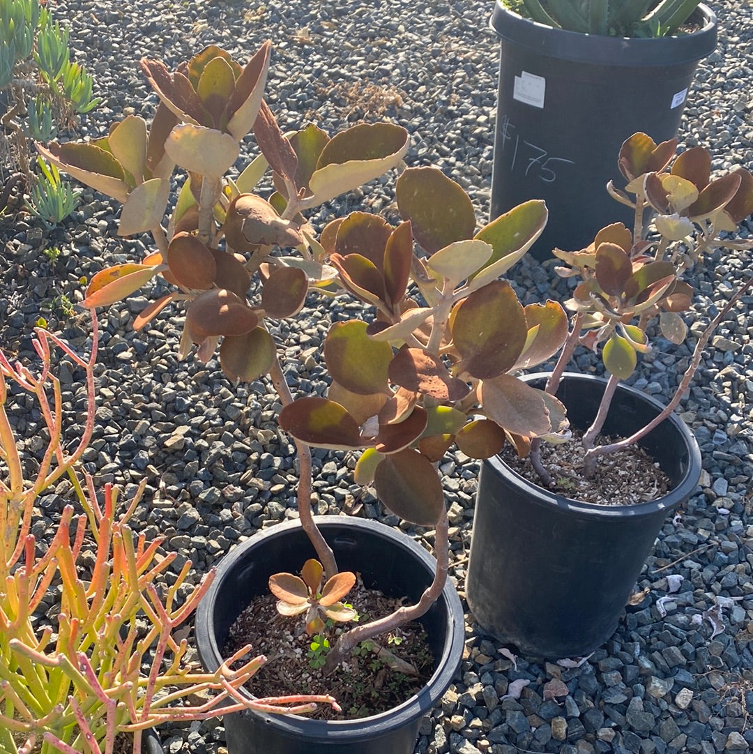 Kalanchoe orgyalis