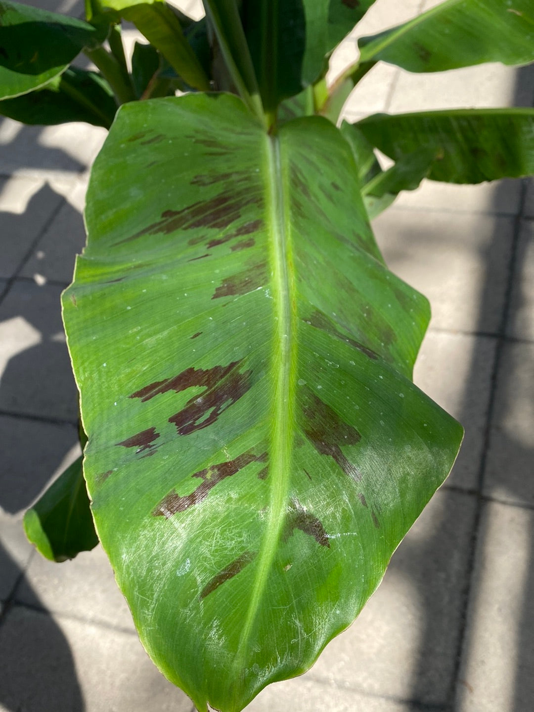 Musa sikkimensis ‘Red Tiger’