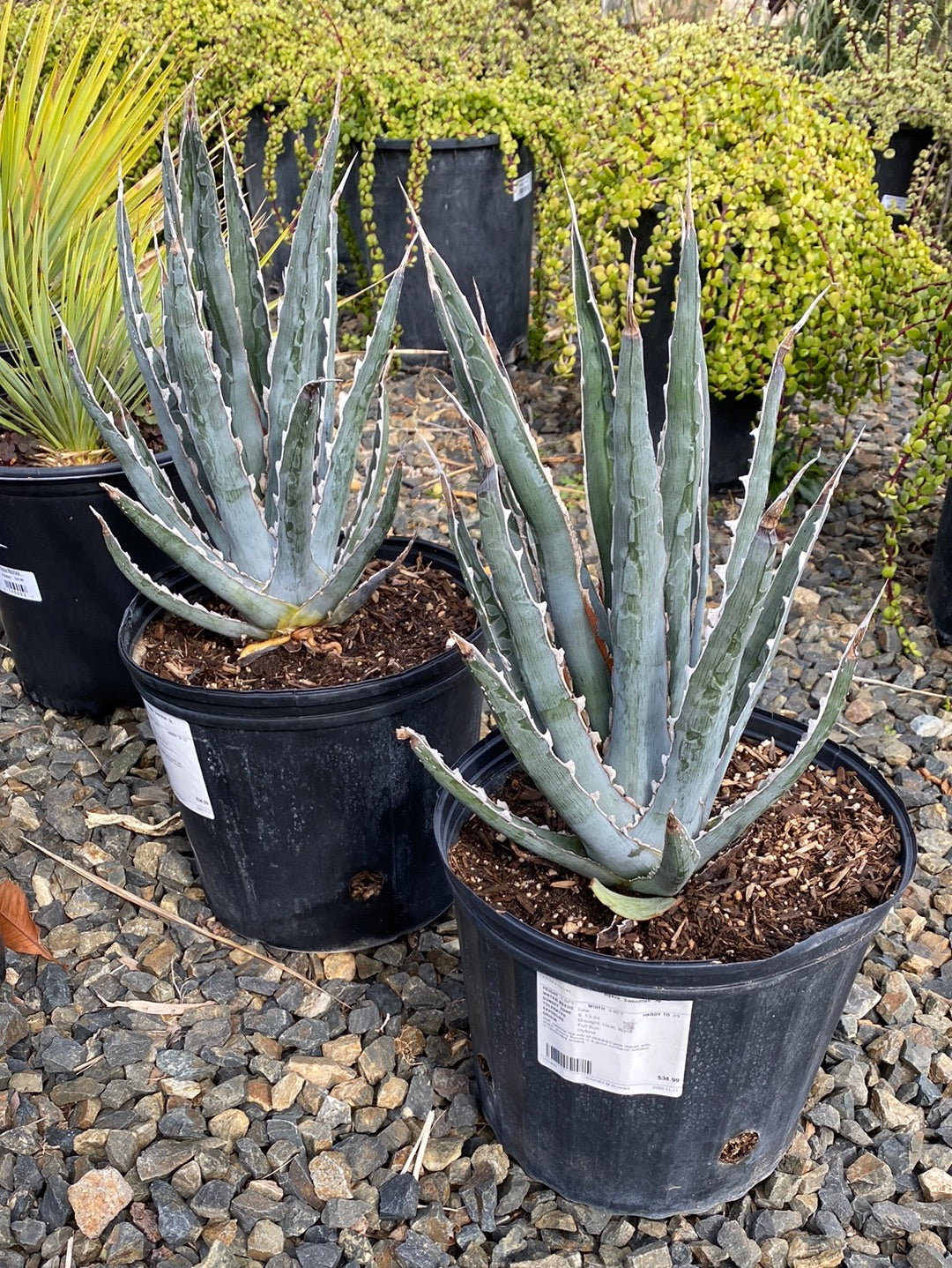 Agave xylonacantha ‘Swordfish’