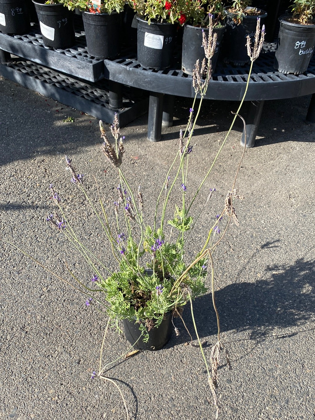 Lavandula pinnata ‘Multifida’