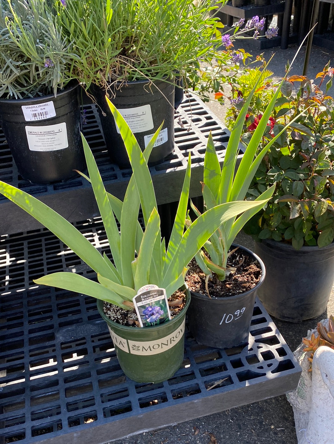 Bearded Iris