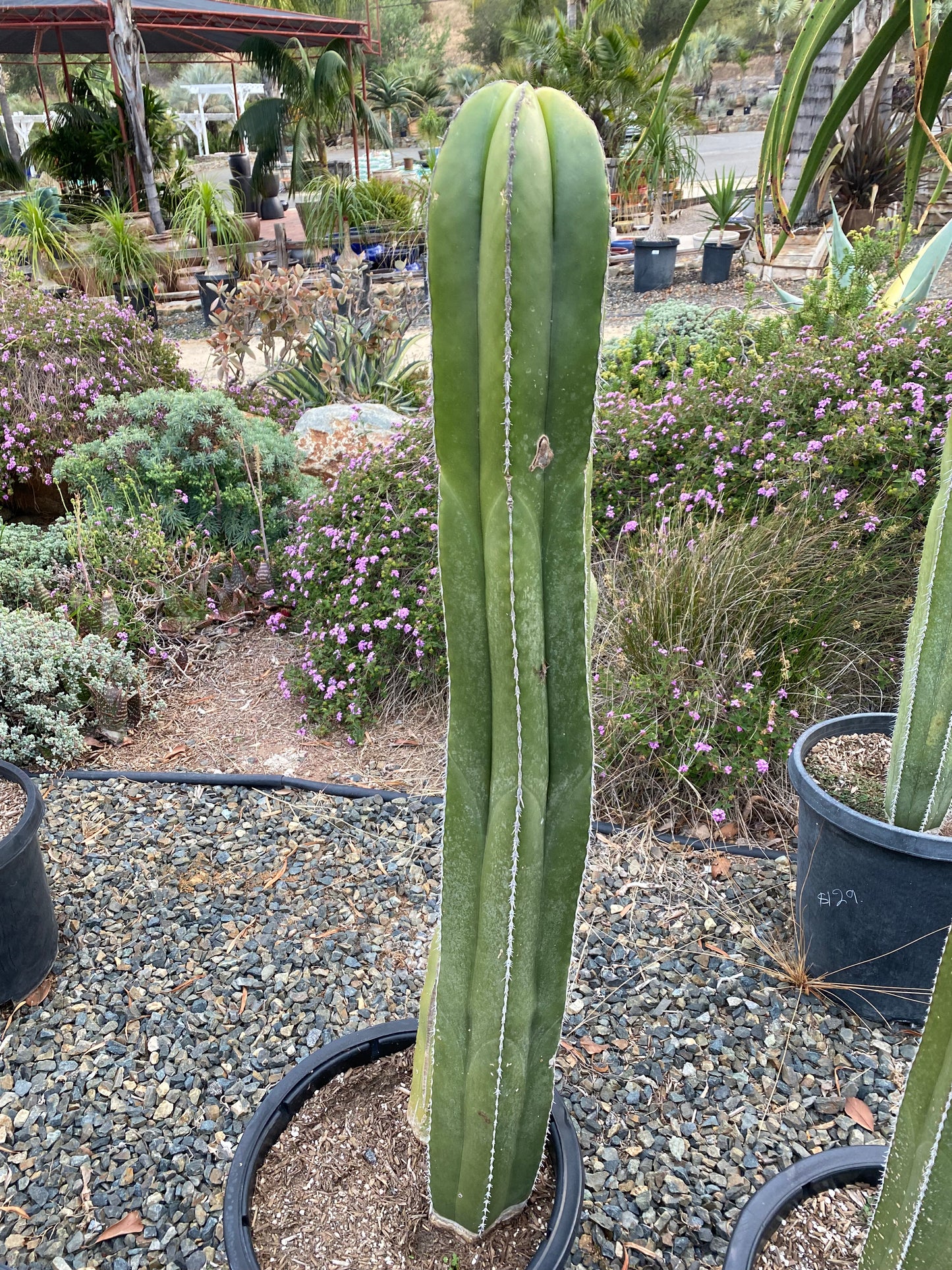 Pachycereus marginatus