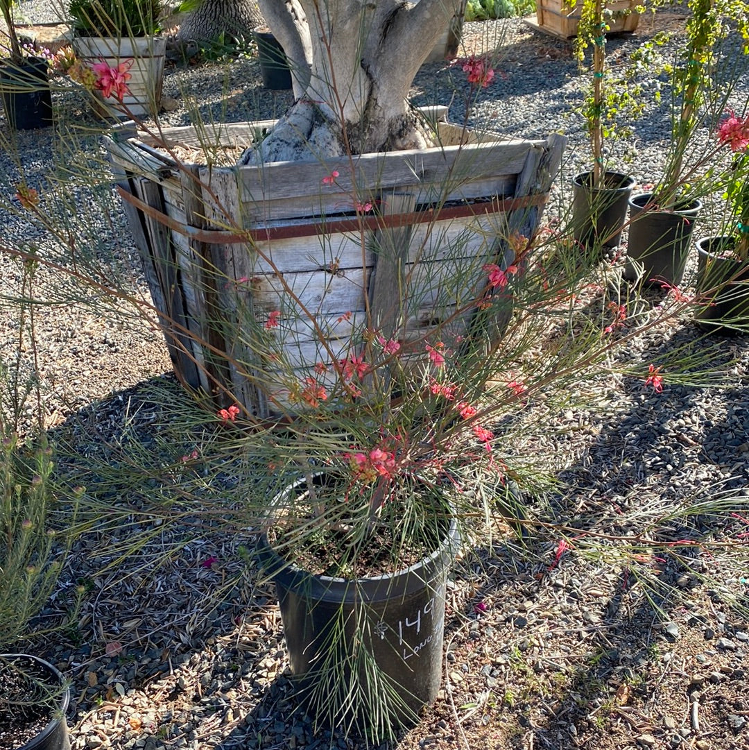 Grevillea 'Long John'